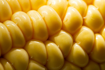  yellow corn background,  harvest season, healthy organic nutrition, maize cob, golden textured wallpaper. 