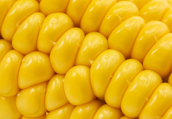  yellow corn background,  harvest season, healthy organic nutrition, maize cob, golden textured wallpaper. 
