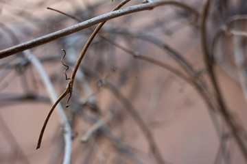 Dull, dry climbing plant
