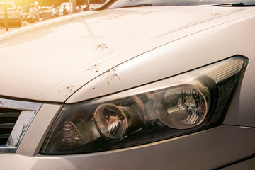 Obraz premium Close up bird feces on car bonnet hood. Car cleaning or washing business concept.