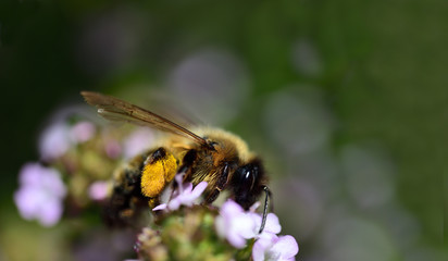 eine Honigbiene mit Blütenstaub am Fuß sitzt auf Majoran im Garten