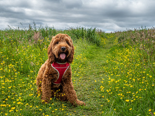 Cockapoo puppy in a field of wild flowers