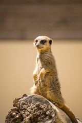 suricate