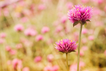 Obraz premium pink flower blooming spring nature wallpaper background