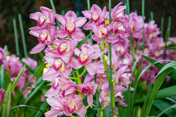 Pink orchid or Cymbidium flower bud in  garden