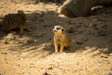 suricate