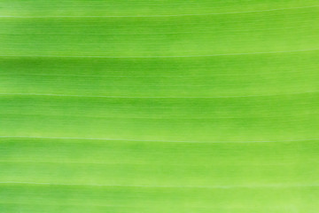 background image of green banana .