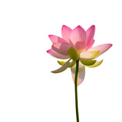 Nelumbo nucifera aka Indian or Sacred lotus. Pink flower viewed from underneath reaching upwards, isolated on white.