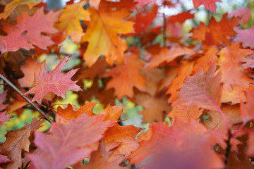 background red bright oak leaves close up, autumn concept