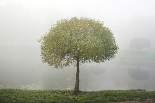 mist above water, young willow tree with curly crown and green thin leaves on bank of river in city park in early morning in foggy weather