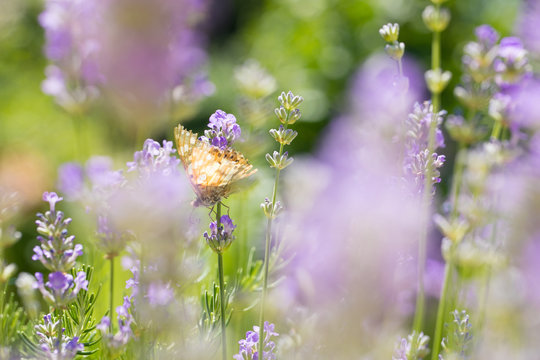 Butterfly on lavender flowers  -  abstract romantic background