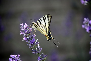 Beautiful butterfly on a lavender flower