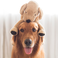 Golden Retriever has a plush toy puppy on the head