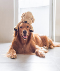 Golden Retriever carrying a plush toy puppy