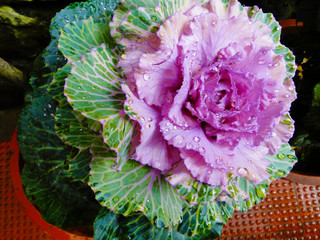 Kale, Brassica oleracea, Botanical Park, Kerala, India