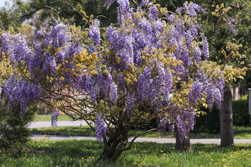 Lush inflorescence wisteria on a sunny day