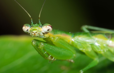 Macro Photo of Praying Mantis Camouflage on Green Leaf, Selective Focus at Head