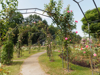 Grüttpark Lörrach im Schwarzwald. Ausgezeichnet Rosengarten im Sommer