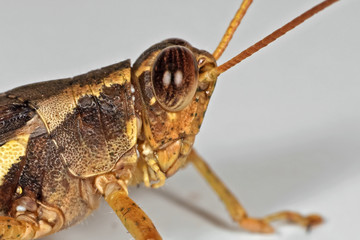 Macro Photo of Grasshopper on White Floor