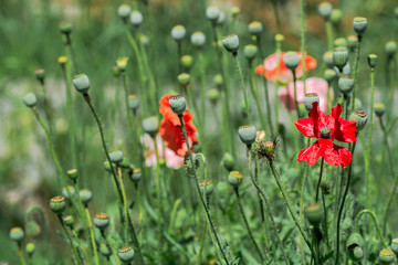 red poppies in the meadow on a sunny day.