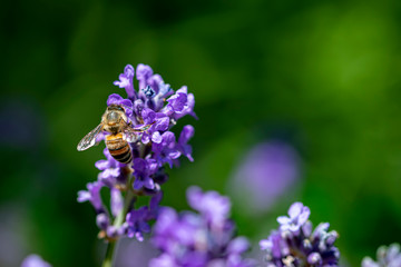 Honey bee landing on a blooming a purple lavender blossom collecting honey against a pur green background