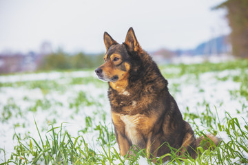 Dog walking on the green field covered with the first snow