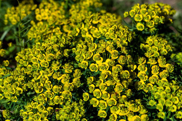 Yellow-green flowers of Euphorbia cyparissias, photographed in close-up