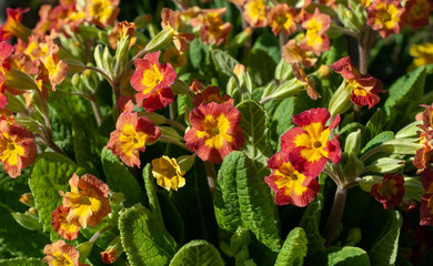 Yellow-red flowers of primrose (Primulaceae) on the background of green leaves, photographed close-up