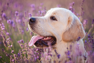 Golden retriever dog portrait in the lavender field