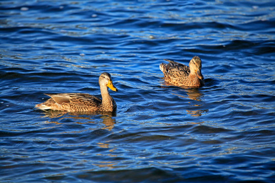 Ducks on the Dniper (Dnieper) river
