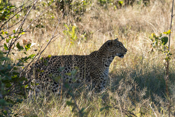 a beautiful young female leopard try to hunt in Moremi Game Reserve in Botswana