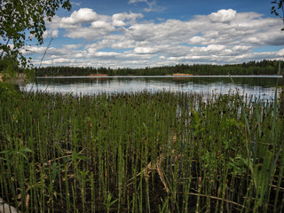 View of a lake with emerald water through reed beds on a bright summer day
