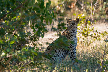 a beautiful young female leopard try to hunt in Moremi Game Reserve in Botswana