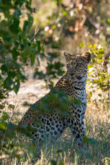 a beautiful young female leopard try to hunt in Moremi Game Reserve in Botswana