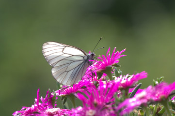 Observing a butterfly 