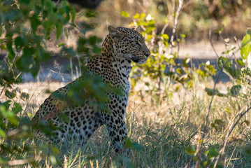 a beautiful young female leopard try to hunt in Moremi Game Reserve in Botswana