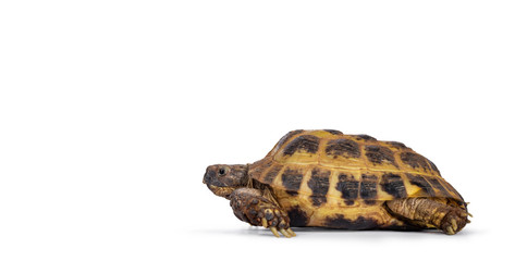 Detailed shot of a Russian Tortoise / turtle, laying /  moving side ways. Looking straight ahead. Isolated on a white background.