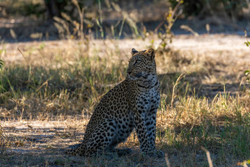 a beautiful young female leopard try to hunt in Moremi Game Reserve in Botswana