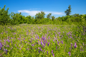 Obraz na płótnie Canvas summer meadow with wild flowers