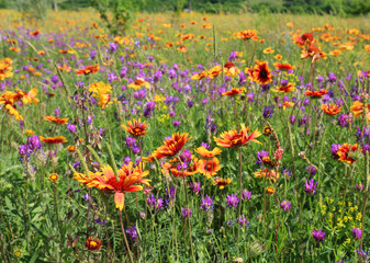 wild flowers on meadow