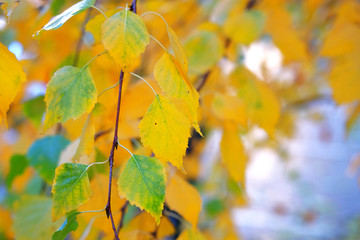 Fototapeta na wymiar Orange, yellow, and green birch leaves background. Autumn leaves on the sun. Sunlight. Copy space.
