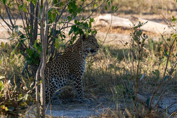 a beautiful young female leopard try to hunt in Moremi Game Reserve in Botswana