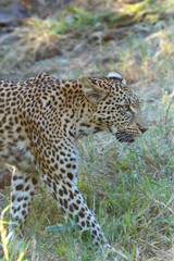 Obraz premium a beautiful young female leopard try to hunt in Moremi Game Reserve in Botswana