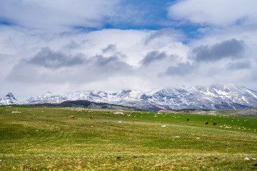 Fototapeta premium Montenegro, Beautiful green pastures with sheep and cows enjoying spring season in untouched nature landscape next to durmitor snow covered mountains near zabljak