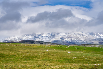 Natural green pastures with flock of sheep and cows enjoying the warm sun in spring after snowmelt next to majestic snow covered mountains of durmitor national park nature