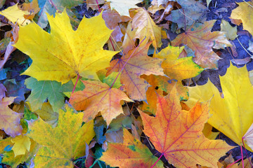 Yellow, orange, brown leaves on ground in Autumn season. For background and text. Top view.