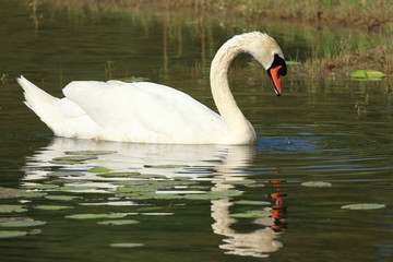 Fototapeta premium Swans on lake, elegant and beautiful bird