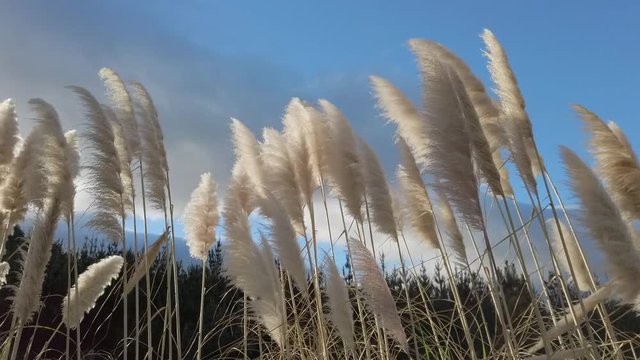ToeToe blowing in the Wind, native to New Zealand