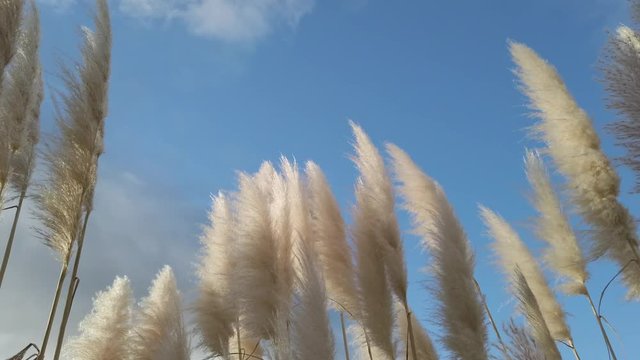 ToeToe blowing in the Wind, native to New Zealand