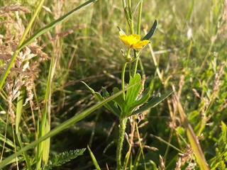 Yellow flower in green grass valley